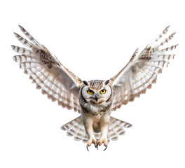 owl isolated on the transparent background png. ai generative.