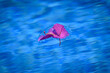 canvas print picture - Vom Wind verweht, treibt eine rosafarbene Blüte auf der Wasseroberfläche eines Swimmingpools auf der portugiesischen Insel Madeira.