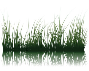 Poster - Vector grass silhouettes background with reflection in water. All objects are separated.