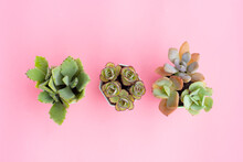 Succulent Plant In Pots On Pink Background.