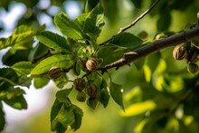 Walnut Tree With Leaves And Clusters Of Walnuts Hanging From Branches