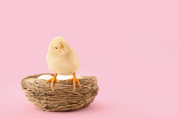 Wall Mural - Nest with eggs and cute little chick on pink background