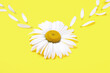 © Pixel-Shot - Composition with beautiful chamomile flower and petals on yellow background, closeup