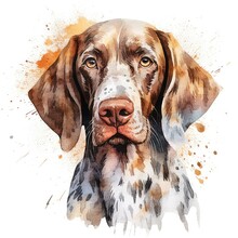 Plott Dog Portrait. Watercolor Illustration Clipart