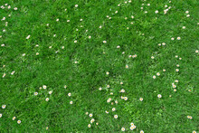 Top View Of Green Grass And Small Daisy Flowers Background