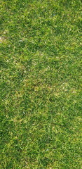 Wall Mural - Green grass texture background, Top view of grass garden Ideal concept used for making green flooring, lawn for training football pitch, Grass Golf Courses green lawn pattern textured background. 