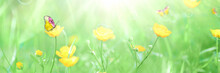 Beautiful Summer Background With Butterflies On Yellow Flowers In Grass In The Morning At Down Wide Format