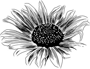 Wall Mural - Outline Sunflower Flower with Leaves. Black and White artistic Hand Drawing Floral Illustration. Sketch Drawn Element. Vector Illustration Isolated on White.