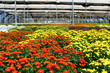 colorful greenhouse full of chrysanthemum flowers. protected cultivation of plants and flowers.