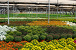 colorful greenhouse full of chrysanthemum flowers. protected cultivation of plants and flowers. Technology inside the greenhouse for the production of chrysanthemum