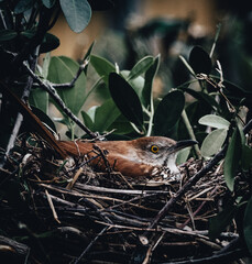 Wall Mural - brown thrasher bird sitting in nest