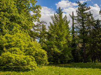 Wall Mural - trees in the park