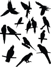 Collection Of Parrots Silhouettes - Vector
