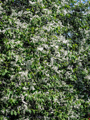 Wall Mural - trees blooming cherry trees in the city park