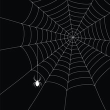 White  Spider And Spider Web Isolated On The  Black Background