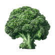 Fresh green broccoli for salad