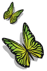 Canvas Print - illustration of pair of colorful butterflies on an isolated background