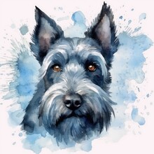 Scottish Terrier Portrait Watercolor Illustration Clipart On White Background.