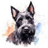 Fototapeta Londyn - Scottish Terrier portrait watercolor illustration clipart on white background.