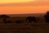 Fototapeta Sawanna - elephant in the sunset
