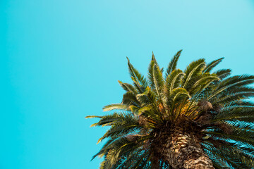 palm tree with green branches and coconuts against cloudless blue sky in sunshine. Palm trees at tropical coast. travel, relax concept. copy space