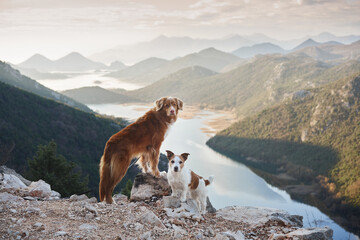 two dogs stands in the mountains on bay and looks at the river. Nova Scotia duck retriever and Jack Russell Terrier in nature, on a journey. Hiking with a pet