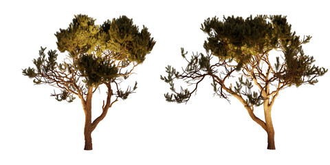 isolated, cutout, hires pinus pinaster tree night scene with uplight in transparent background, best