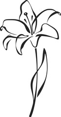lily flower. black line drawing of lily flower isolated on a white background. vector line art illus