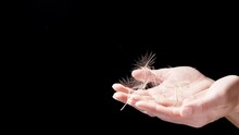 On A Woman's Palms, Numerous Dandelion Seeds Resembling Umbrellas, She Blows On Them And They Scatter In The Air Against A Black Background, In Slow Motion.