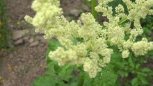 Rhubarb Is Blooming,a Rhubarb Plant Is Blooming In The Garden