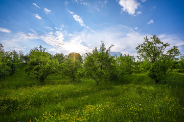 Beautiful orchard wide angle landscape during a spring sunset with blue sky and white clouds.