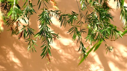Wall Mural - Tree leaves with wall background, Chiangmai province Thailand.
