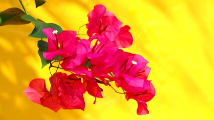 Wall Mural - Bougainvillea  flowers in the garden, outdoor  Chiangmai Thailand.