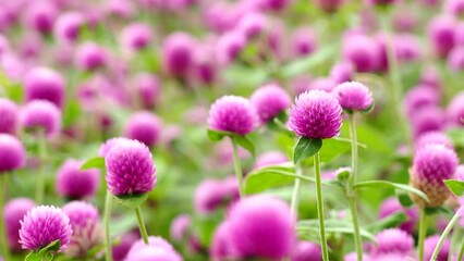 Wall Mural - Globe amaranth flowers in the garden, outdoor  Chiangmai Thailand.