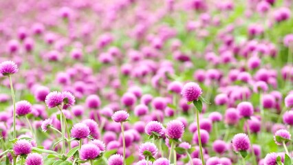 Wall Mural - Globe amaranth flowers in the garden, outdoor  Chiangmai Thailand.