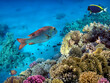 Photo of a coral colony on a reef top, Red Sea