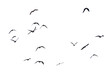 flock of birds. set of birds, birds in flight On transparent background (png), easy for decorating projects.