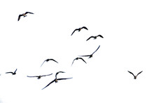 Flock Of Birds. Set Of Birds, Birds In Flight On Transparent Background (png), Easy For Decorating Projects.