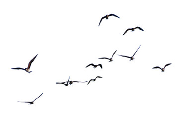 flock of birds. set of birds, birds in flight on transparent background (png), easy for decorating p