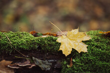 Yellow Maple Leaf On Moss In Warm And Wet Woodland. Autumn Season, Raining Weather In The Forest, Toned Photo