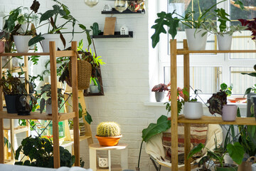shelving with a group of indoor plants in the interior in the evening light of the sun and the glare