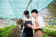 Man and woman working on lettuce plantation in farm using tablet and laptop.