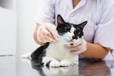 Fototapeta Zwierzęta - Cleaning cat teeth with toothbrush