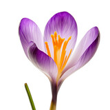 purple crocus flower isolated on transparent background cutout