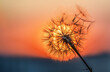 Dandelion silhouette against sunset with seeds blowing in the wind, summer concept.