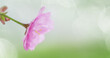 Cherry Blossom or Sakura flower on nature green background, banner photo.