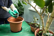 © Maria - Woman planting flowers in the office