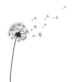 Fototapeta Kwiaty - Dandelion flowers with seeds that fly away in the wind.