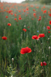 Fototapeta  - Poppy field in summer countryside. Atmospheric beautiful moment. Wildflowers in meadow, red poppy close up. Rural simple life, floral wallpaper
