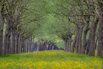 Wall Mural - Yellow flowers buttercup growing in between the road with tree trunks as tunnel, Spring landscape with new green leaves brances of the trees along the both side of the street, Nature floral background